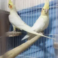 معاوضه با قناری یا بچه گربه نژاد دار