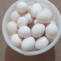 تخم مرغ محلی