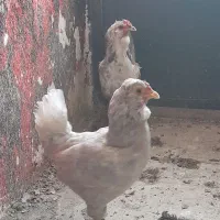 مرغ و خروس گلین چهل تاج فول کیفیت