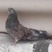 کبوتر نر سرور میانه
