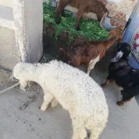 4عدد بز شرط صحیح و سالم