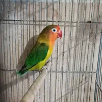 طوطی برزیلی ماده جوجه سرلاکی فنچ مرغ عشق