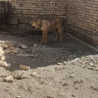 توله یکساله درشت