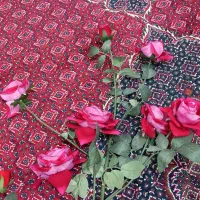 گل رز|گل مصنوعی|بیستون, |دیوار