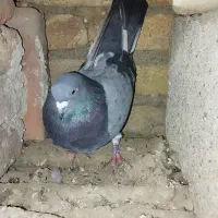 کفتر گرفتنی|پرنده|میاندوآب, |دیوار