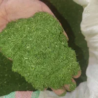 فروش عمده شوید وشمبلیه خشک
