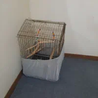 دو عدد عروس هلندی با قفس|پرنده|بومهن, |دیوار