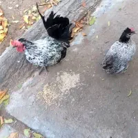 مرغ و خروس زینتی