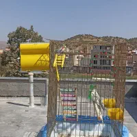 عروس هلندی|پرنده|مریوان, |دیوار