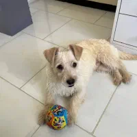 واگذاری سگ نژاد دار