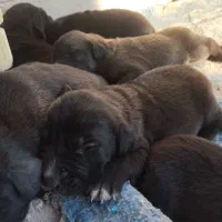 واگذاری توله سگ