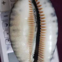 صدفهای بزرگ سنگی