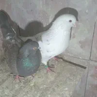 یک جفت طوقی|پرنده|اردبیل, |دیوار