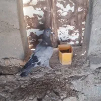 ۶کبوتر پرشی بشرط|پرنده|شیروان (خراسان), |دیوار