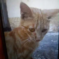 گربه پیداشده نارنجی