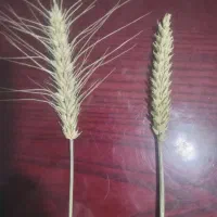 بذر گندم فرانسوی