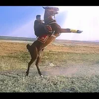 اسب مادیان رقاص