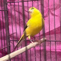 قناری زرد ماده