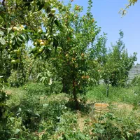 باغ چاردیواری بابرق و چاه شخصی|فروش دفتر صنعتی، کشاورزی، تجاری|بناب, |دیوار