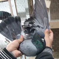 کفتر پرشی|پرنده|گلستان (تهران), |دیوار