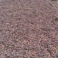 خرما کده 25باترازو دیجیتال نرماشیر واطراف...