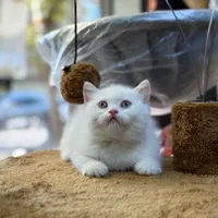 گربه بریتیش شورت هیر