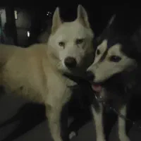 سگ هاسگی|سگ|رشت, لاکان|دیوار