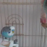 ۲ تا مرغ عشق پنصدهزارتوما|پرنده|تبریز, |دیوار