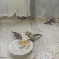 چهارتا عروس هلندی دو ماهه|پرنده|هشتگرد, شهرک پارسیان|دیوار