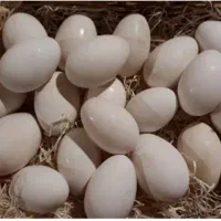 تخم غازنطفه دار