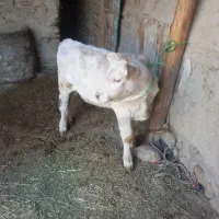 گوساله نر جنس