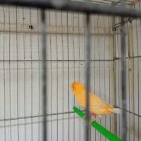 جفت قناری|پرنده|بیرجند, |دیوار