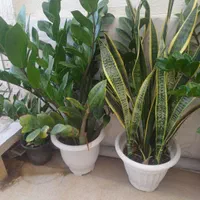 گل طبیعی|گل و گیاه طبیعی|تهران, عبدل‌آباد|دیوار