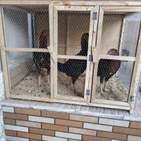 فروش دو تا خروس لار10ماهه ویک عدد مرغ لار تخم گذار