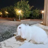 خرگوش لوپ چشم ابی ۶ ماهه به همراه وسایل
