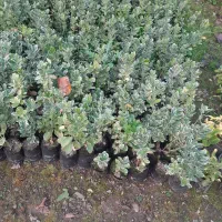 شمشاد طلایی|خدمات باغبانی و درختکاری|رشت, گیل|دیوار