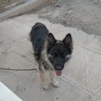 سگ ژرمن شپرد