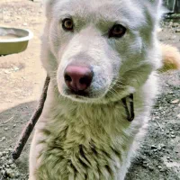 سگ هاسکی سفید نر