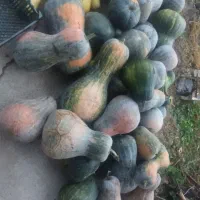 کدو حلوایی