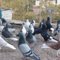 دسته کبوتر پلاکی و نگی|پرنده|بیرجند, |دیوار