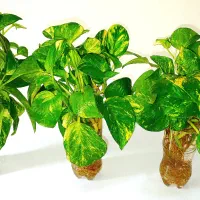 قلمه گل پتوس ابلق، ارتشی، قاشقی، کاکتوس، زیپلین|گل و گیاه طبیعی|تهران, صادقیه|دیوار