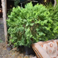 گیاهان همیشه سبز|خدمات باغبانی و درختکاری|فولادشهر, C4|دیوار