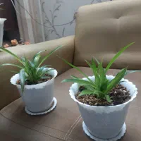 گل گندمی آپارتمانی زیبا و سر حال|گل و گیاه طبیعی|ملایر, |دیوار