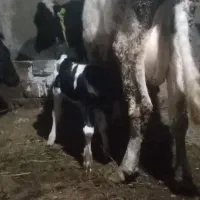 گاو شیری|حیوانات مزرعه|نظر کهریزی, |دیوار