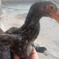 لاری دو جفت جوجه لاری اصل|حیوانات مزرعه|الوند, |دیوار