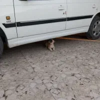 معاوضه|خودرو سواری و وانت|بم, |دیوار