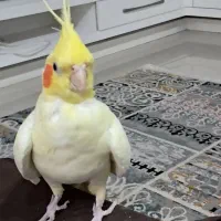 عروس ماده