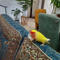 طوطی برزیلی نرو ماده سخنگو