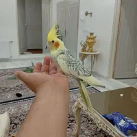 جوجه آلبینو ایزابلا های کاملا دست آموز و اهلی