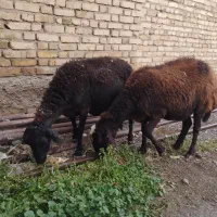 میش شیشک بره